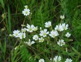 род Cerastium. Верхушки цветущих растений. Иркутская обл., Иркутский р-н, окр. устья р. Иркут. 08.07.2014.