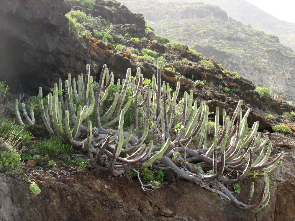 Изображение особи Euphorbia canariensis.