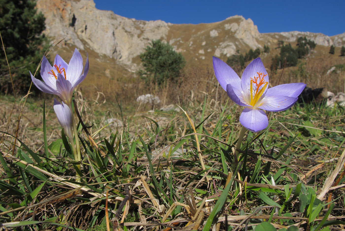 Image of Crocus speciosus specimen.