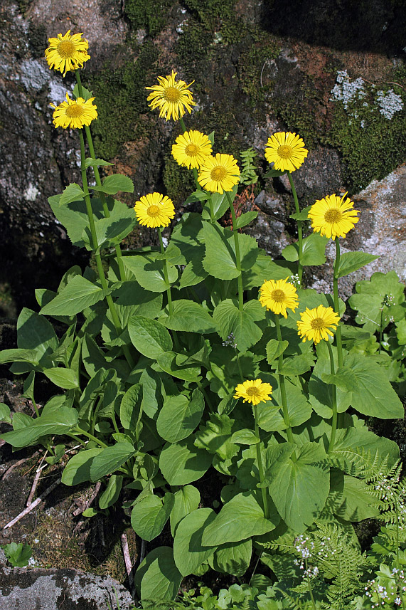 Image of Doronicum altaicum specimen.