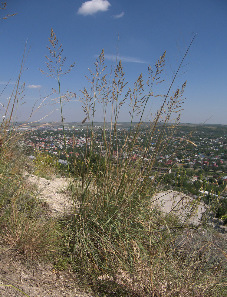 Изображение особи Eragrostis collina.