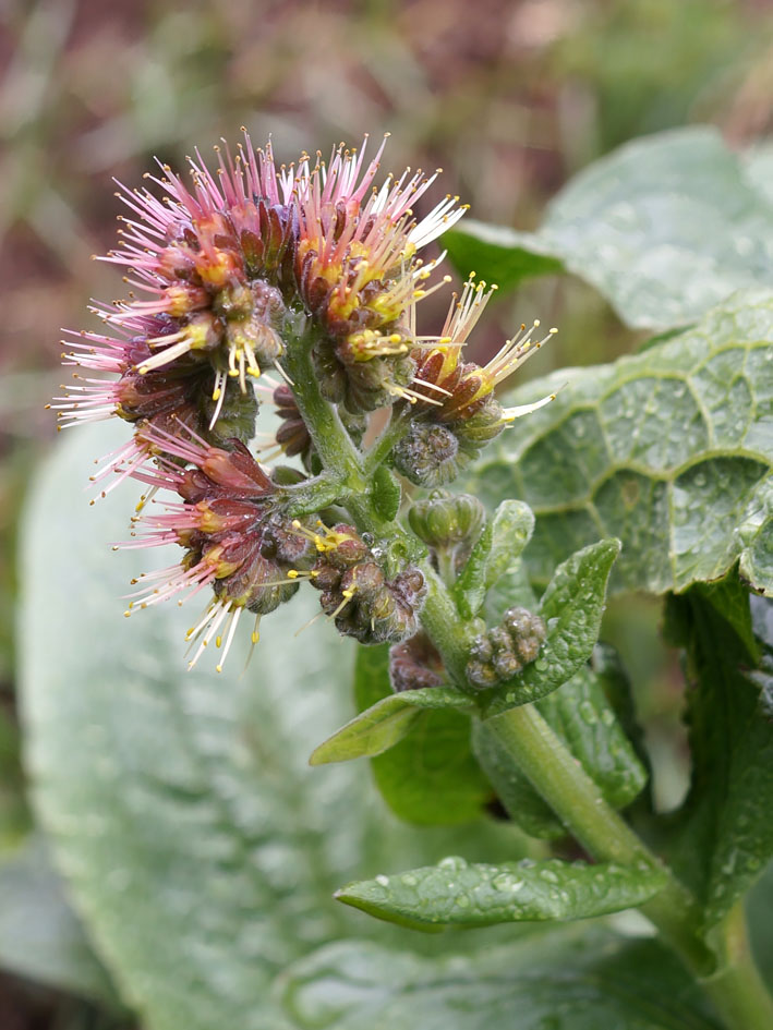 Image of Solenanthus circinnatus specimen.