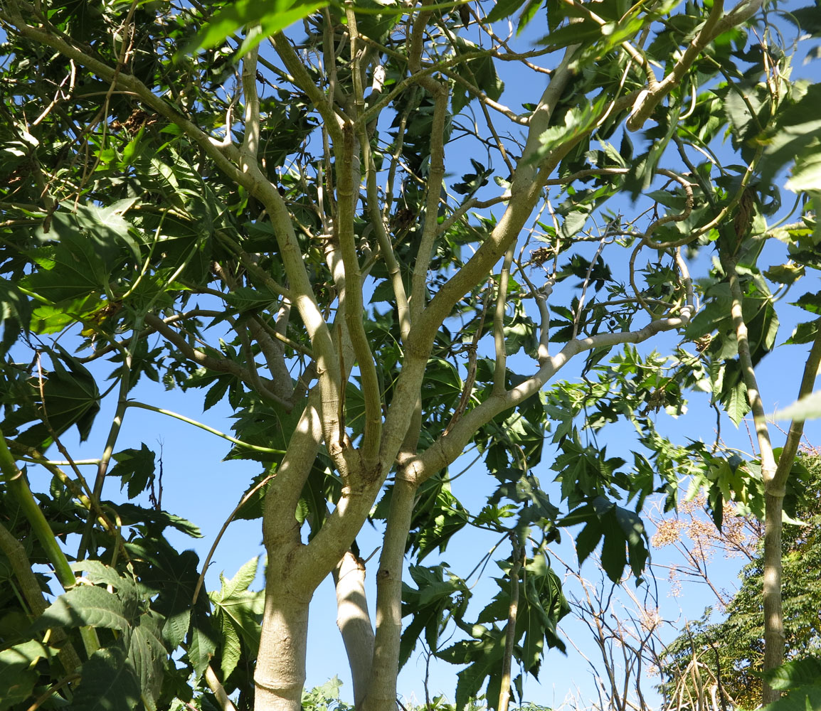 Image of Ricinus communis specimen.