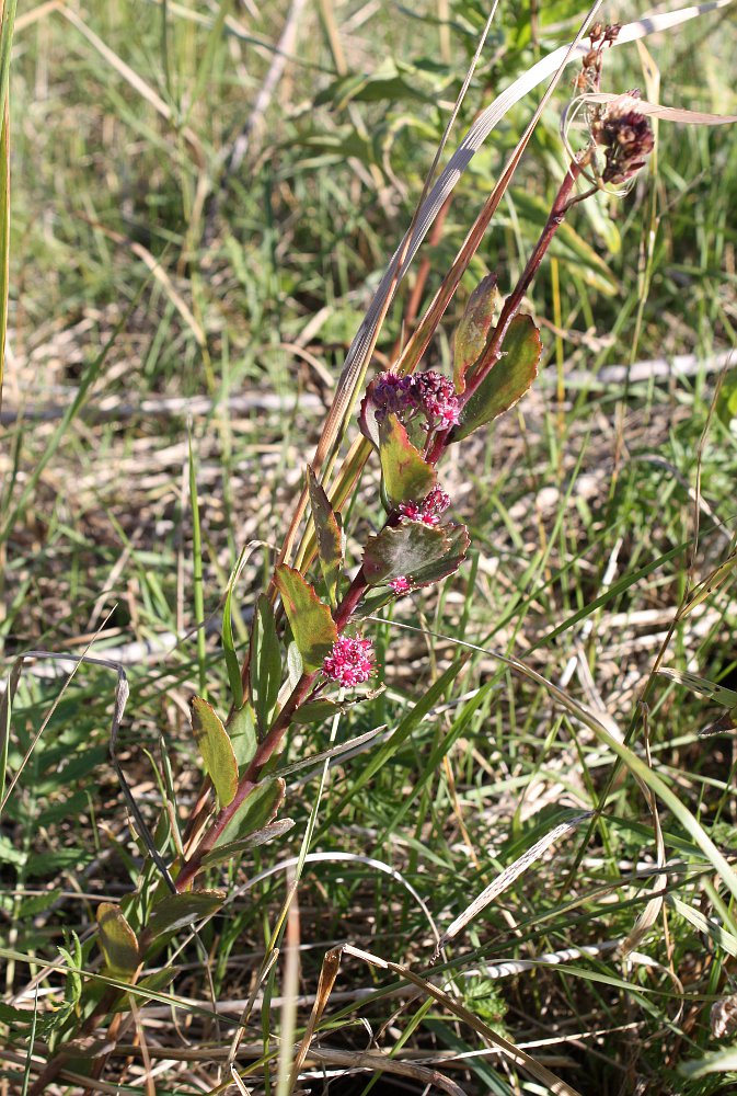 Изображение особи Hylotelephium triphyllum.