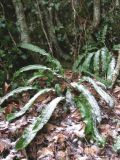 Phyllitis scolopendrium