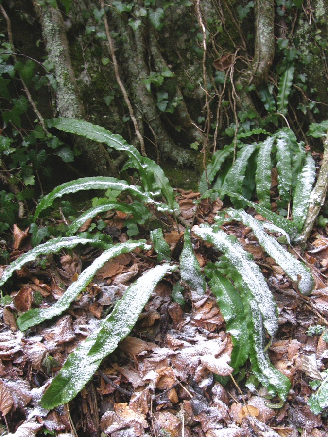 Изображение особи Phyllitis scolopendrium.