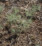 Ceratocarpus arenarius