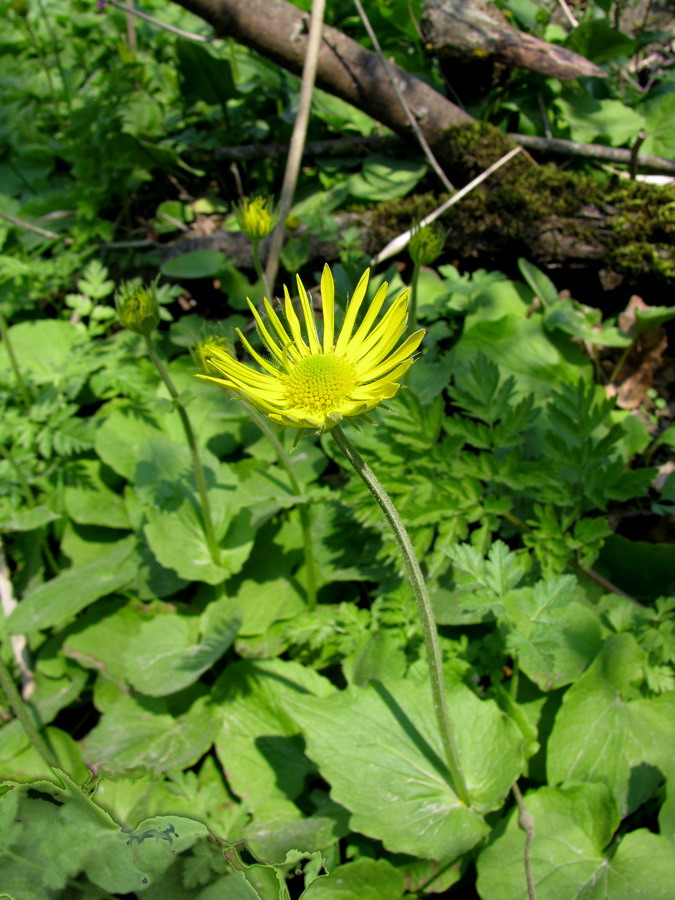 Image of Doronicum orientale specimen.