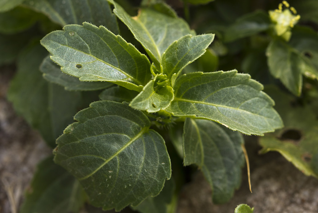 Image of Mercurialis annua specimen.