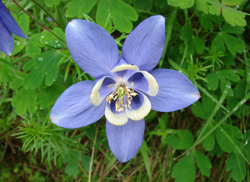 Изображение особи Aquilegia amurensis.