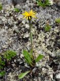 Crepis chrysantha. Цветущее растение. Бурятия, Окинский р-н, падь Хи-Гол, ≈ 2000 м н.у.м., лавовое поле у подножия вулкана Перетолчина. 11.07.2015.