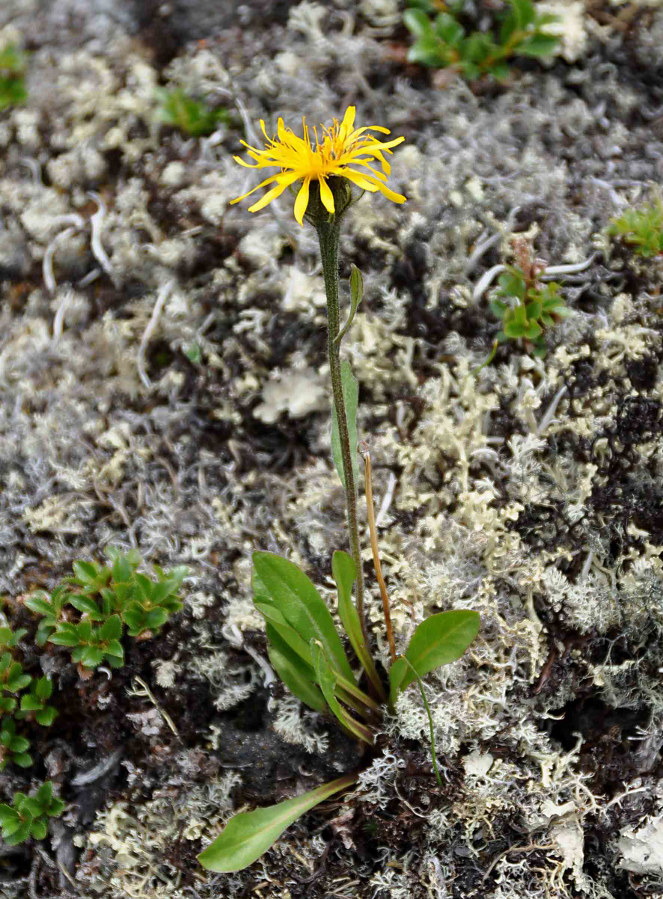 Изображение особи Crepis chrysantha.