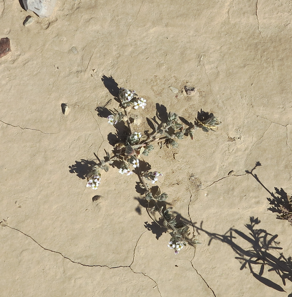 Image of Morettia canescens specimen.