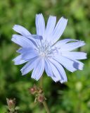 Cichorium intybus