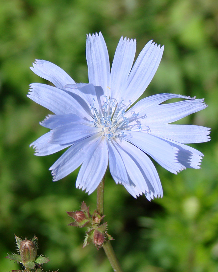 Image of Cichorium intybus specimen.