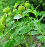 Euphorbia tauricola