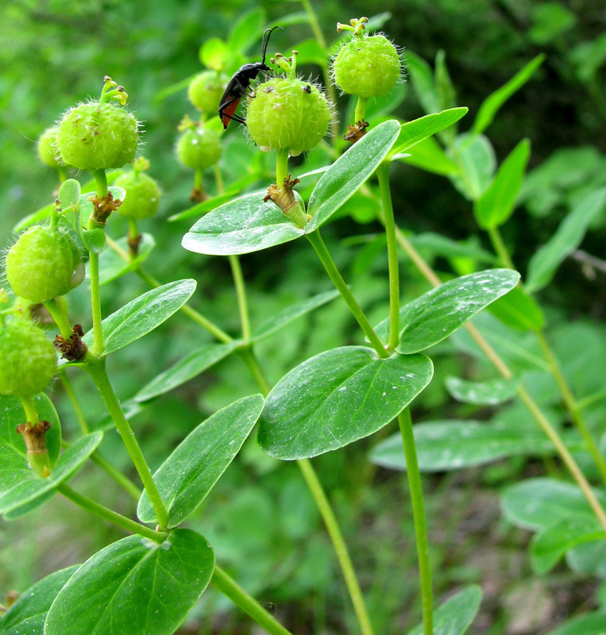 Изображение особи Euphorbia tauricola.