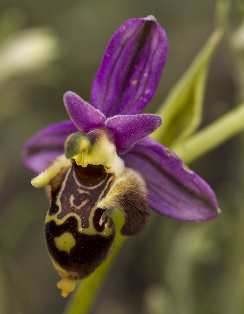 Изображение особи Ophrys oestrifera.