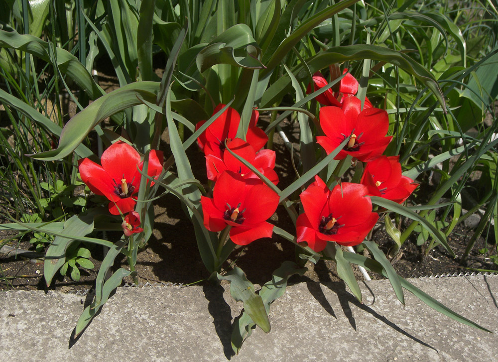 Image of Tulipa maximowiczii specimen.