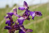 Anacamptis morio ssp. caucasica