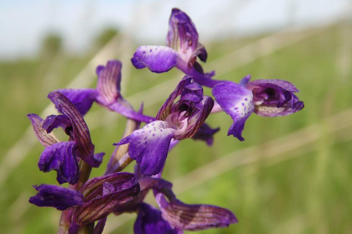 Изображение особи Anacamptis morio ssp. caucasica.