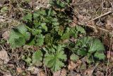 Geum macrophyllum. Растение в начале вегетации. Ленинградская обл., Всеволожский р-н, окр. пос. Куйвози, зарастающее осушенное болото. 01.05.2016.