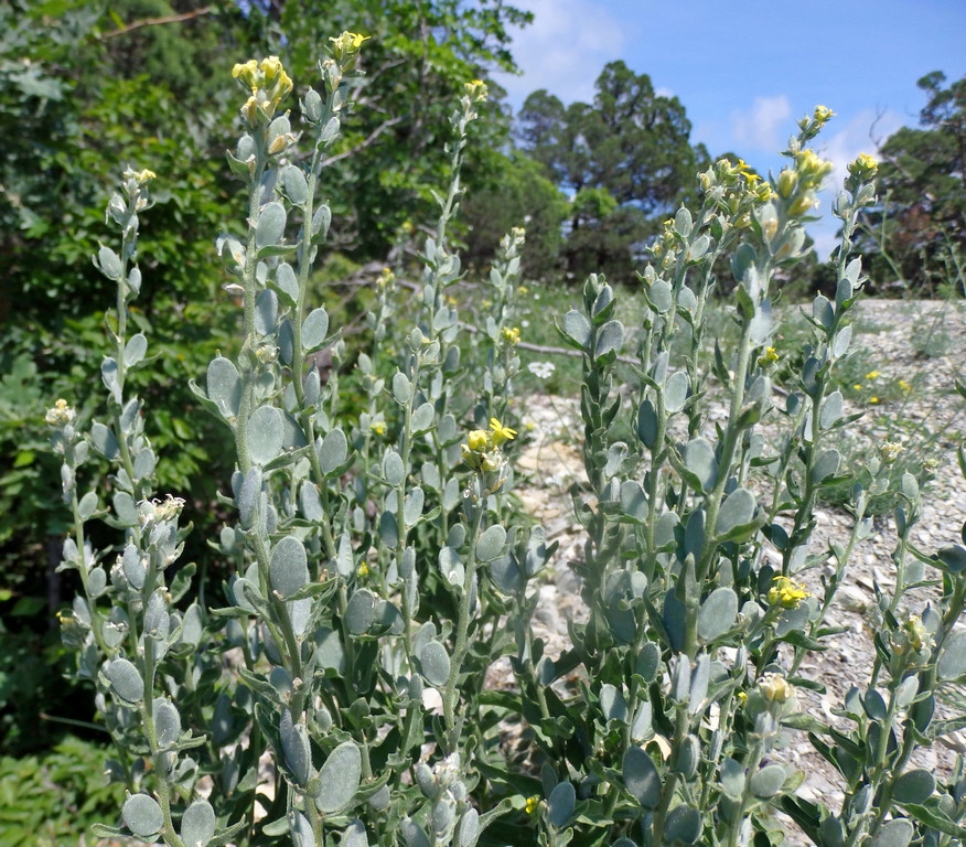 Image of Fibigia eriocarpa specimen.