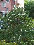 Viburnum lantana. Цветущее растение. Санкт-Петербург. 29 мая 2009 г.