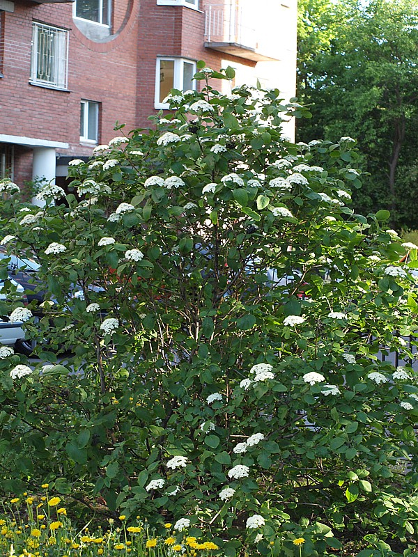 Изображение особи Viburnum lantana.