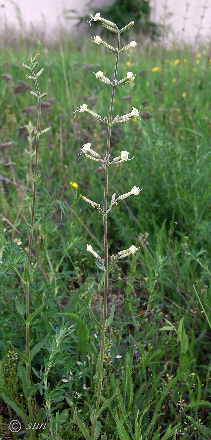 Image of Silene viscosa specimen.