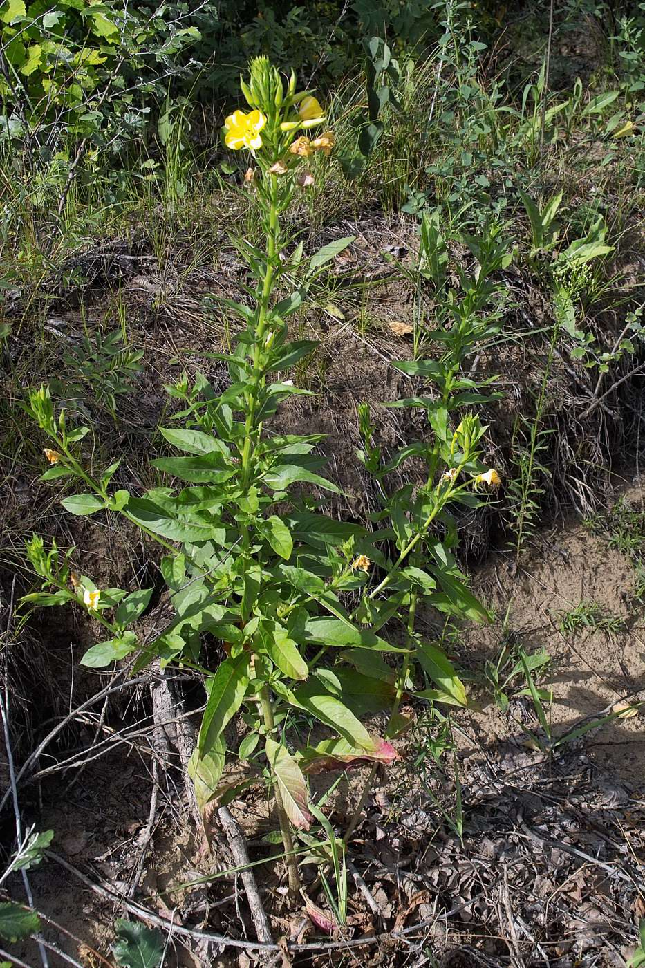 Изображение особи Oenothera biennis.