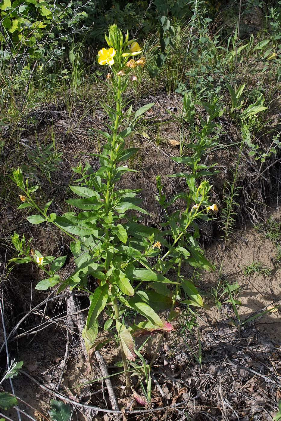 Image of Oenothera biennis specimen.