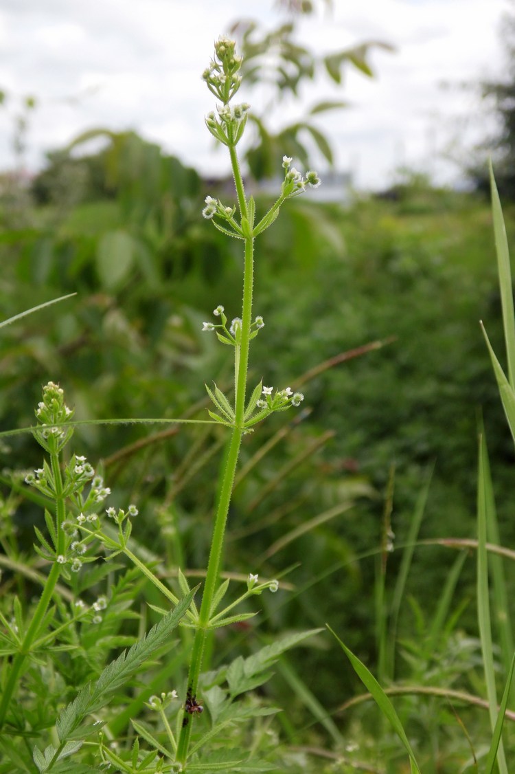 Image of Galium aparine specimen.