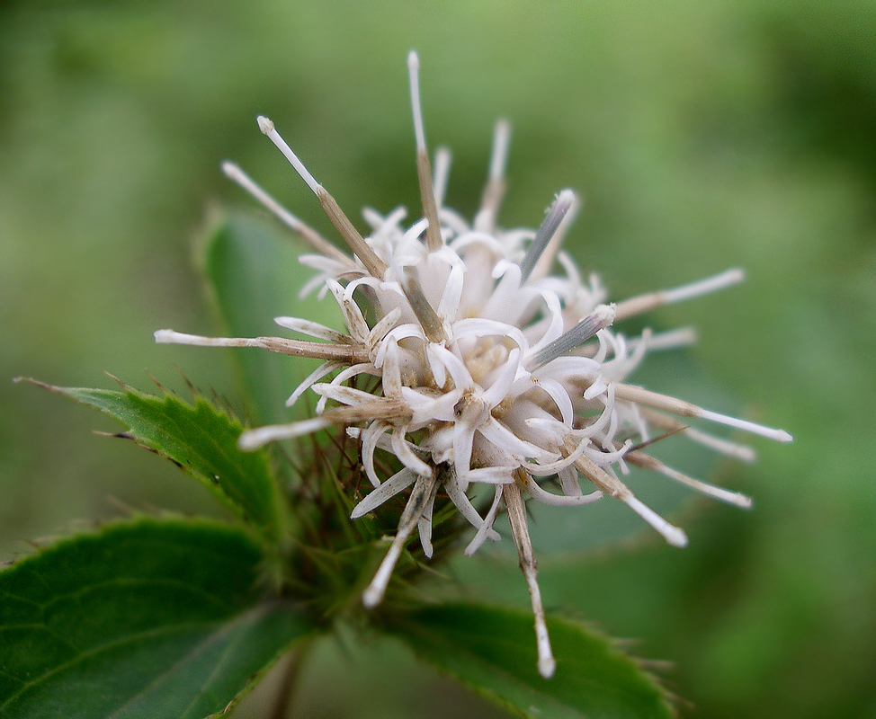 Image of Atractylodes ovata specimen.