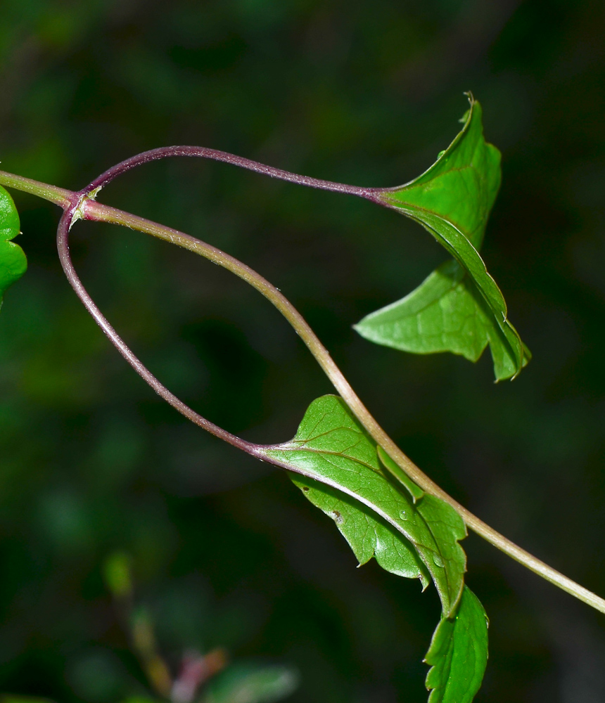 Image of Clematis cirrhosa specimen.