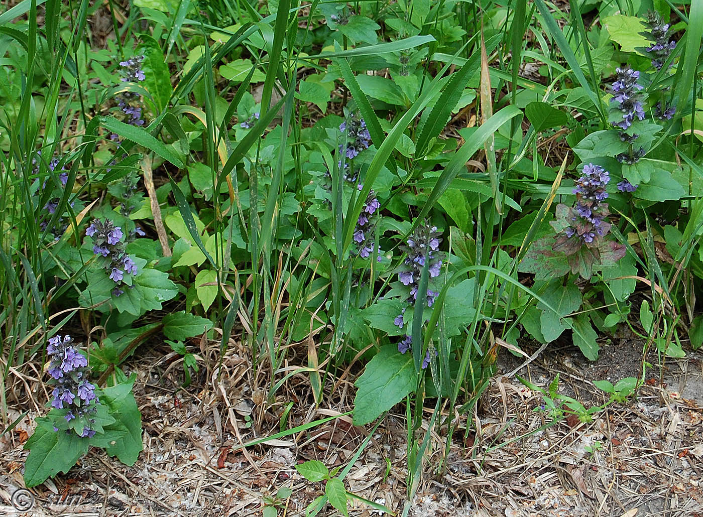 Изображение особи Ajuga genevensis.