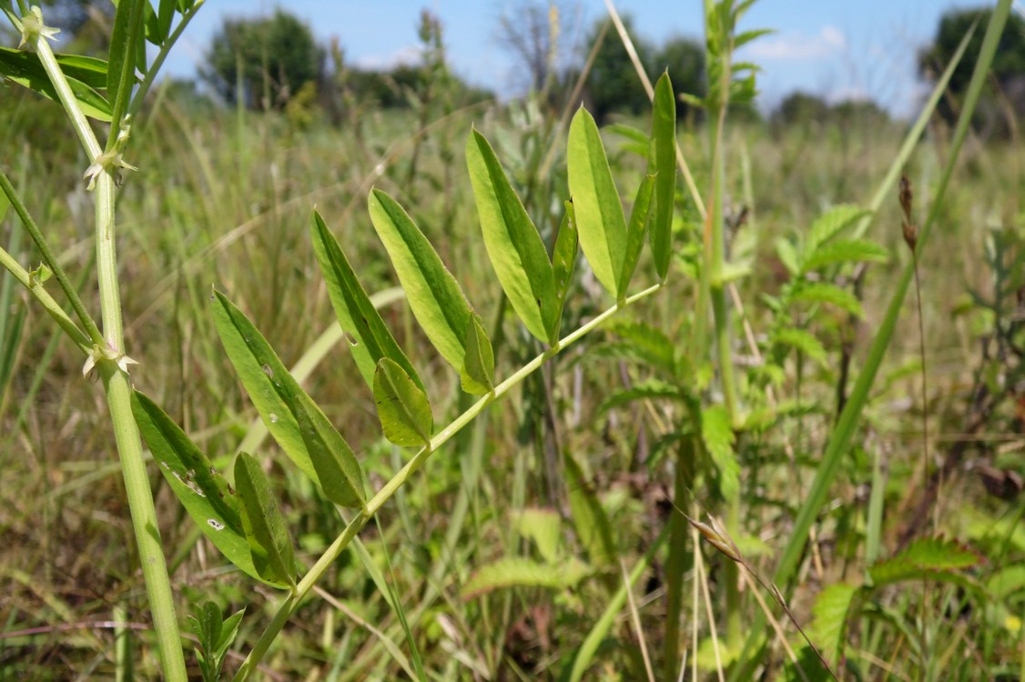 Изображение особи Galega officinalis.