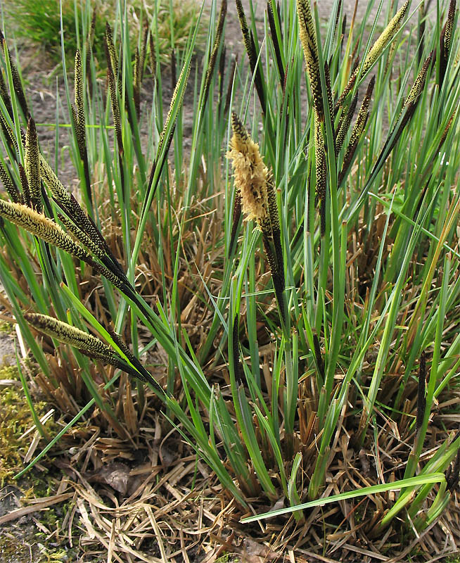 Image of Carex elata specimen.
