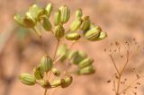 Ferula caspica