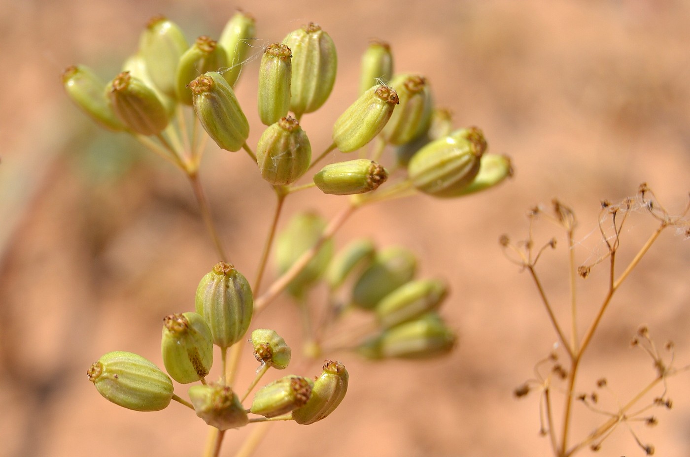 Image of Ferula caspica specimen.