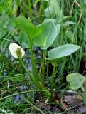 Calla palustris