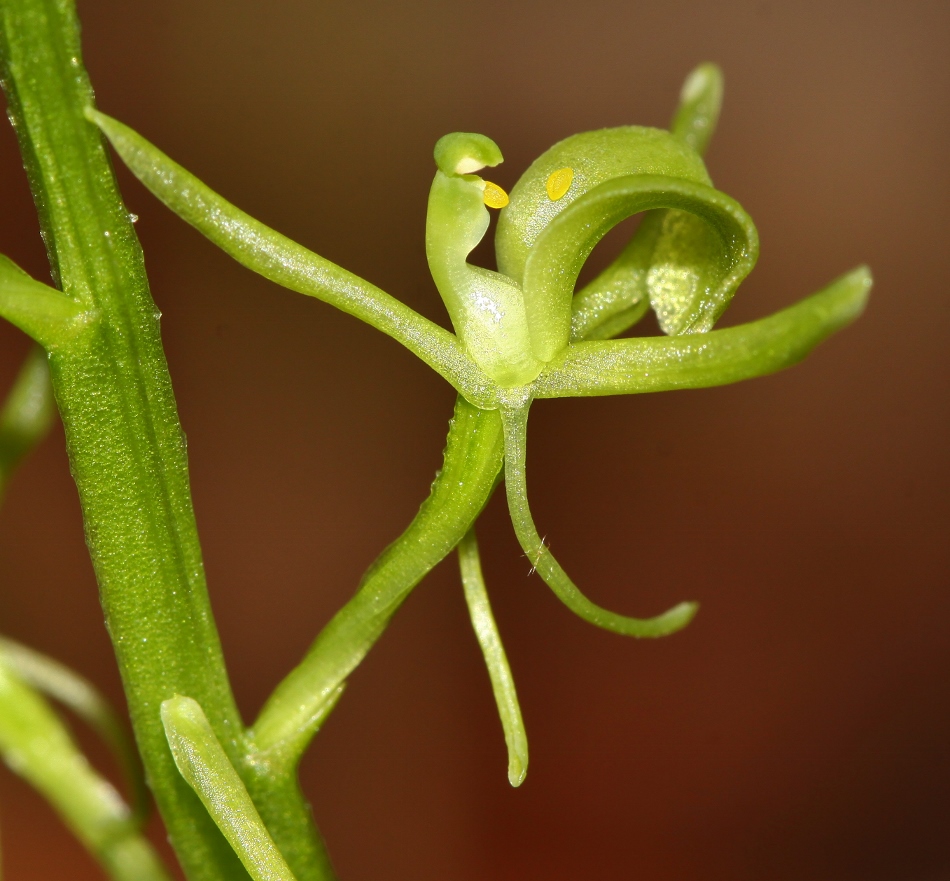 Image of Liparis kumokiri specimen.
