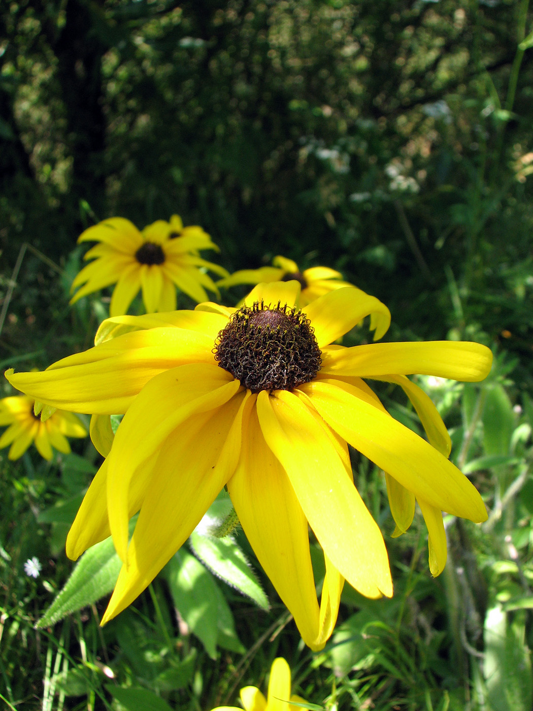 Image of Rudbeckia hirta specimen.