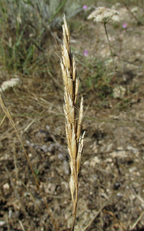 Image of Gaudinopsis macra specimen.