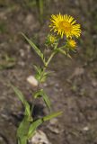 Inula britannica