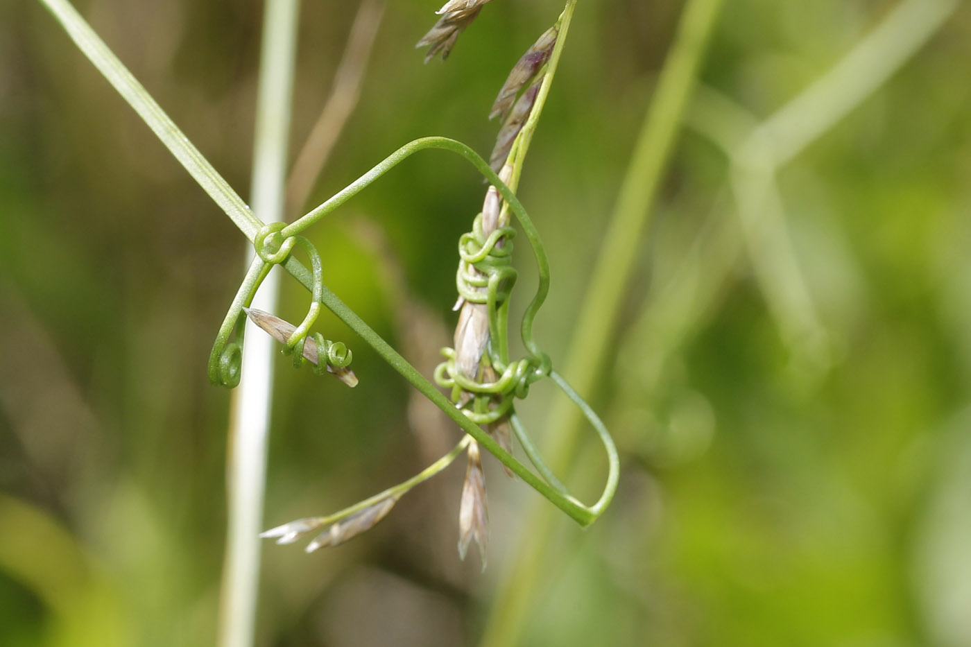 Изображение особи Lathyrus sylvestris.