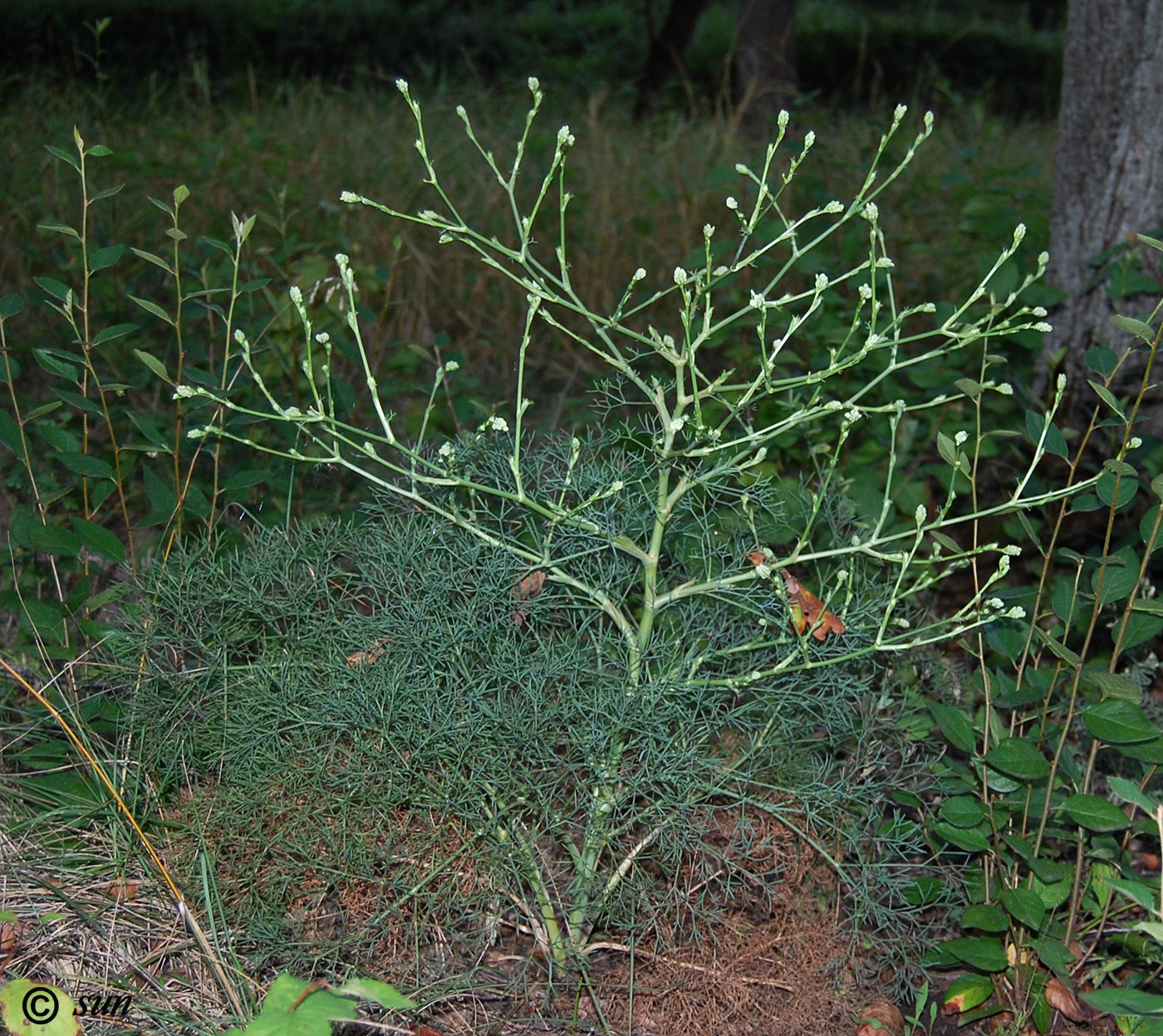Image of Seseli arenarium specimen.