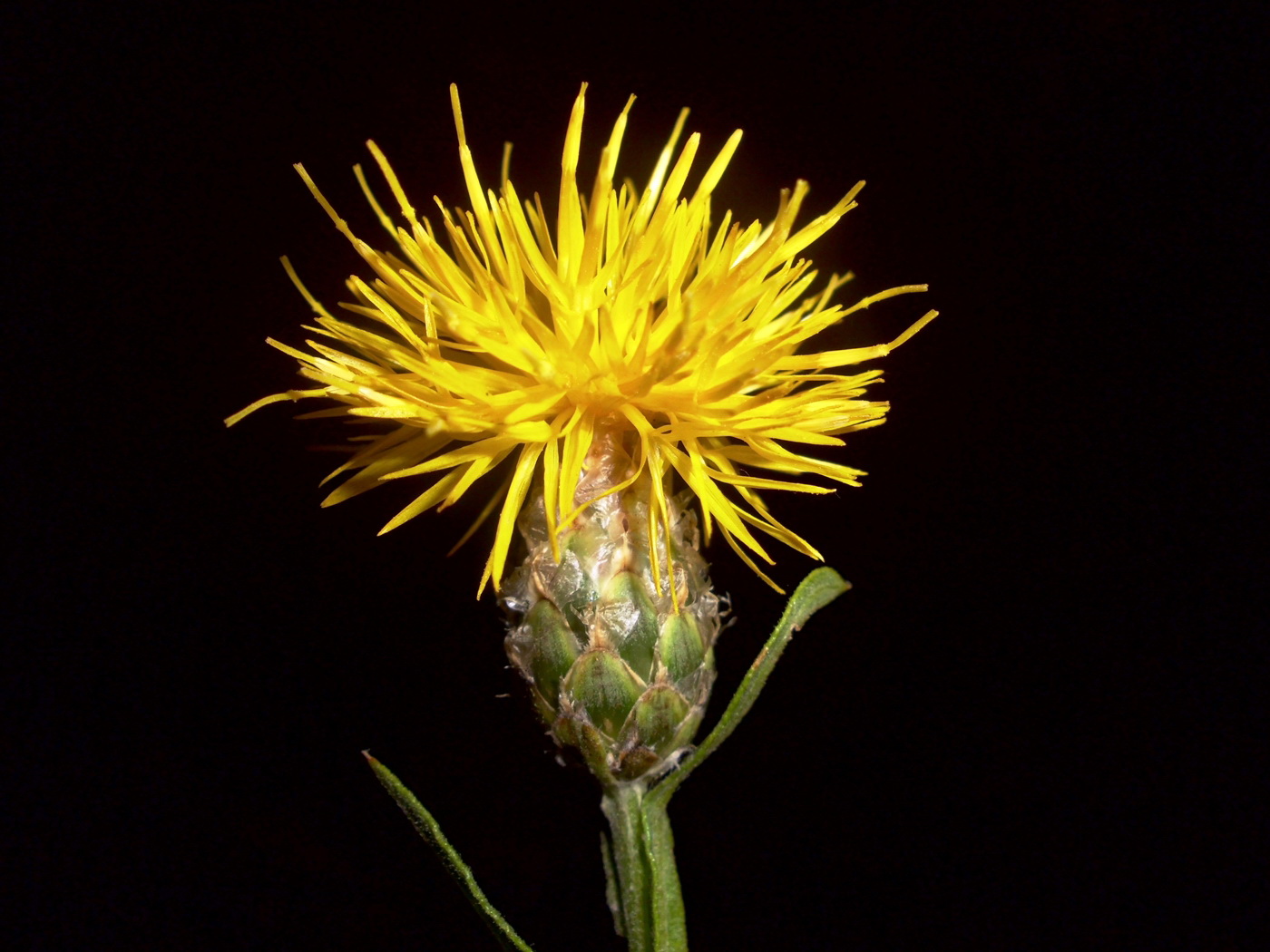 Image of Chartolepis intermedia specimen.