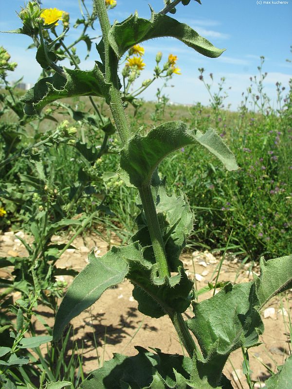 Image of Picris hieracioides specimen.