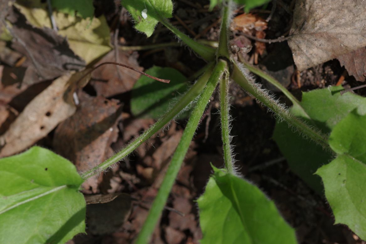 Image of Hieracium koehleri specimen.